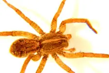 hbspiderA.webp