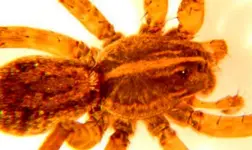hbspiderAcrop.webp