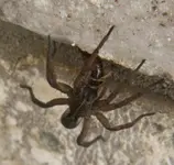 hobospider2.webp