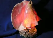 pink_conch_shells_lamp_D4Liv_24431.webp