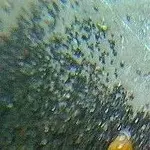 Gold1.webp