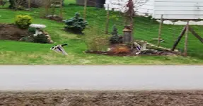 Ducks Flying Low.webp Ducks Flying Low.webp
