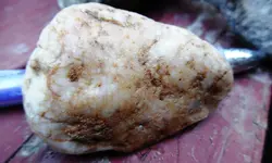 clam1.webp