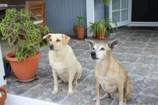 ImageUploadedByTreasureNet.com1431296893.610014.webp