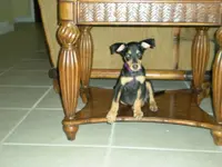 Poppy 446.webp