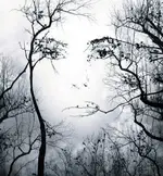face-in-trees-illusion.webp