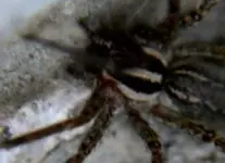 hobospider1B.webp