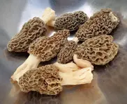 4_21_2015 this mornings pickins 1024.webp