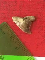 ImageUploadedByTreasureNet.com1429645777.913246.webp
