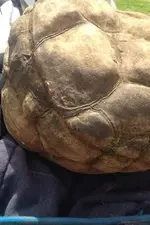 11146123_438890736269386_1549509078_n.webp