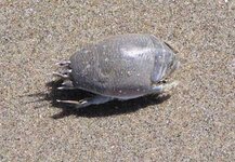 Mole-crab1.jpg
