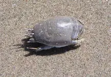Mole-crab1.webp