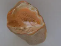 Agate-BigRedWhiteGray2015-Img_6249SSS.webp