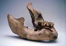 MastodonLowerJawMonticello585.webp