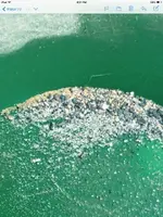ImageUploadedByTreasureNet.com1427635221.301816.webp