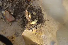 creek finds 3-29-15 006.webp