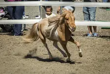 MiniHorseSmSz.webp MiniHorseSmSz.webp