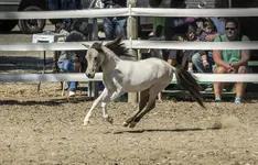 MiniHorseAirSmSz.webp MiniHorseAirSmSz.webp
