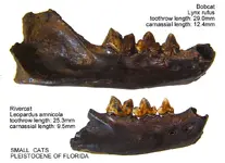 cats_small.webp