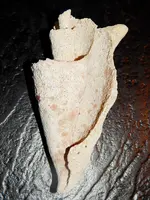 DSCN0043.webp