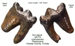 cat_jaguar_left_carnassials.webp
