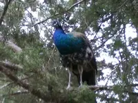 peacock 005.webp