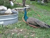 peacock 037.webp