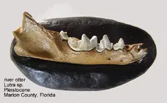 ottermandible.webp