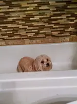 bella in the tub.webp