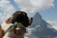 st bernard.webp