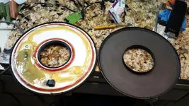 EEShells pulled apart.webp