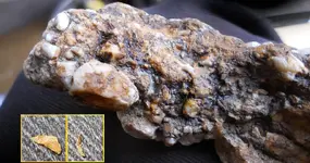 Gold Trail 2.webp