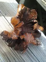 2015-04-08 16.47.17.webp