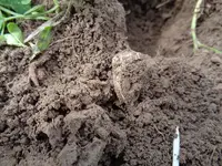 5_17_2015 dirty 2.webp