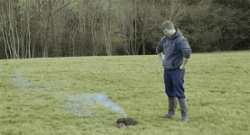 cow-poop-firecracker.gif