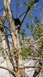 ollie & cat 2.webp