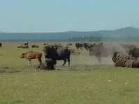 Bison2.webp