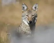 Coyote at 20 feet 8 23 07.webp