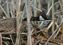 marsh 4 - 7 - 6 001_RJ.webp