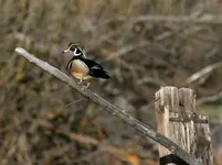 marsh 4 - 19 - 6 016_RJ.webp