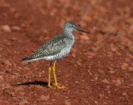 marsh 4 - 19 - 6 023_RJ.webp