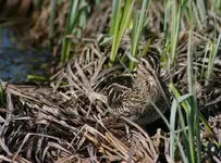 marsh 4 - 19 - 6 025_RJ_2.webp