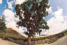 shoetree copy.webp