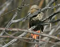 marsh 4 - 24 - 6 034_RJ.webp