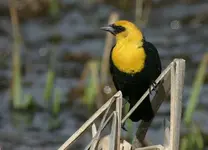 marsh 4 - 24 - 6 045_RJ.webp