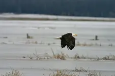marsh 3 - 23 - 6 028_RJ.webp