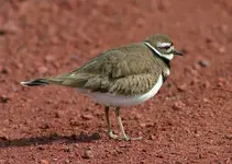 marsh 3 - 23 - 6 029_RJ.webp