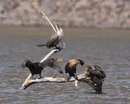 Double-Crested Cormorant 2.webp