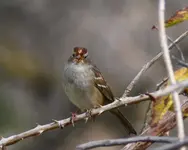 Chipping Sparrow (2) 10-8-07.webp