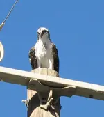 osprey1.webp